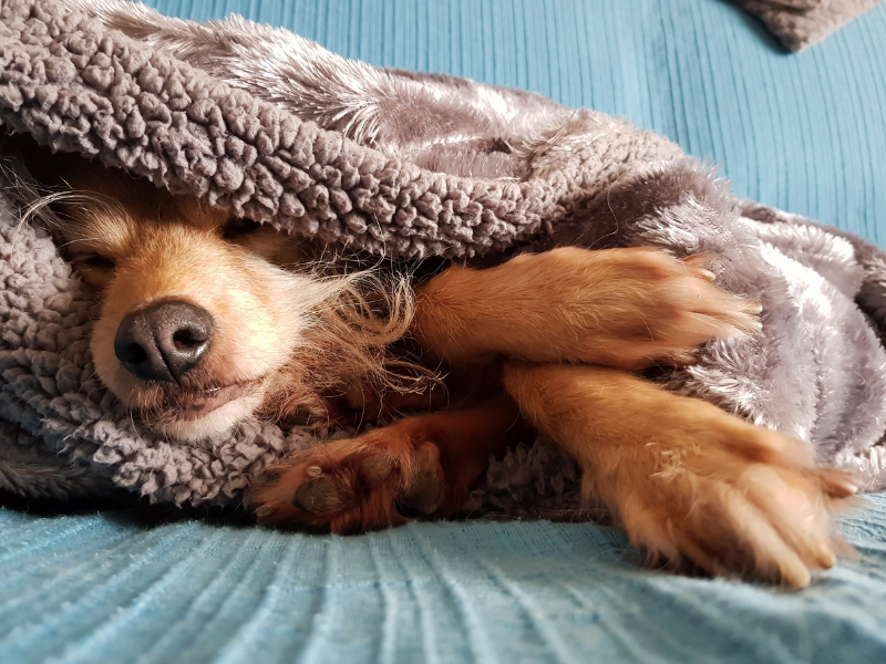 A dog sleeps under a comfy blanket