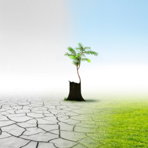 A tree sits on a changing landscape, from dry arid desert to lush grass. The side on the lush grass has begun sprouting branches and leaves.